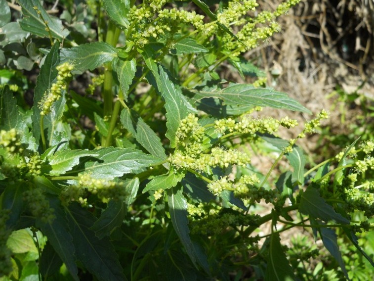 Mercurialis annua / Mercorella comune